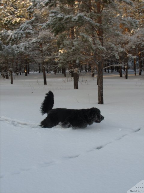 Фото: ньюфаундленд Княжна в Черном от Марлеон Дусвик