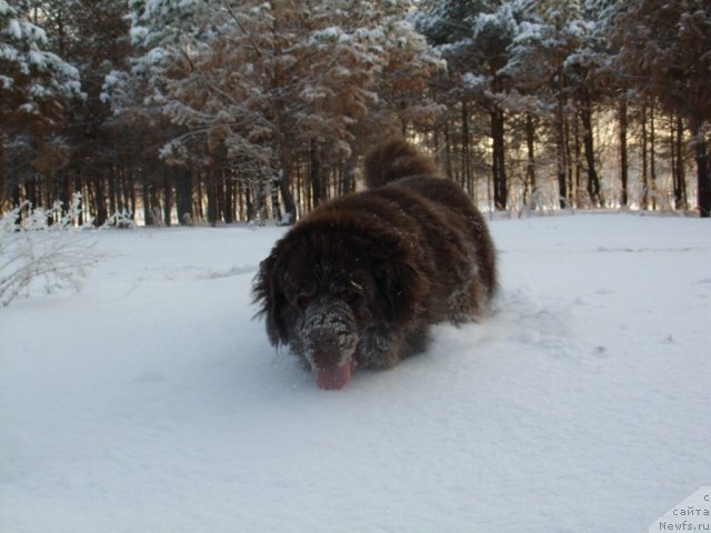 Фото: ньюфаундленд Черный Шарм Амбер Бест Дог ФО Марлеон