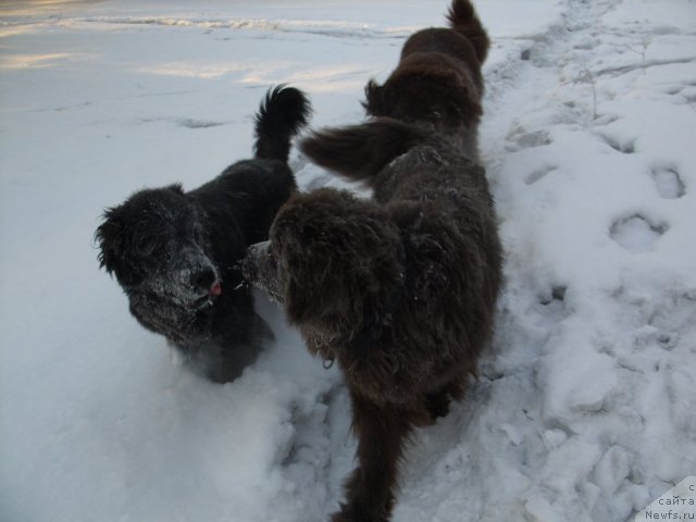 Фото: ньюфаундленд Черный Шарм Амбер Бест Дог ФО Марлеон, ньюфаундленд Аквамариновая Красотка для Марлеон, ньюфаундленд Княжна в Черном от Марлеон Дусвик