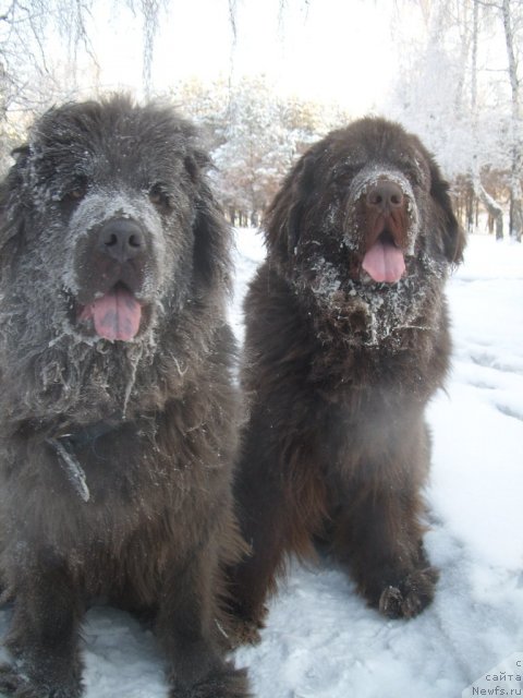 Фото: ньюфаундленд Черный Шарм Амбер Бест Дог ФО Марлеон, ньюфаундленд Аквамариновая Красотка для Марлеон