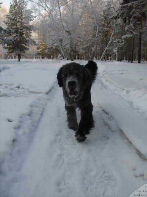 Фото: ньюфаундленд Княжна в Черном от Марлеон Дусвик