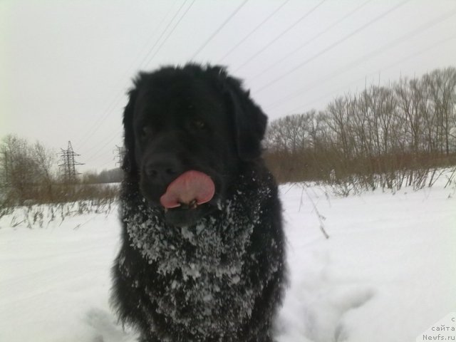 Фото: ньюфаундленд Великий Медведь Загадка