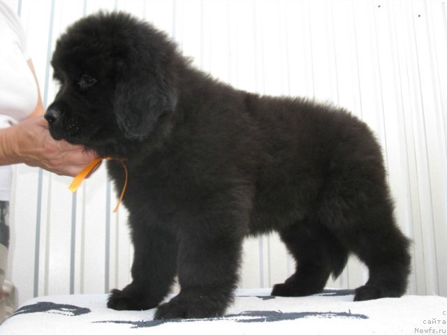 Фото: ньюфаундленд Рыбочка Карибочка Кара Дениз (Ribochka Karibochka Kara Deniz)