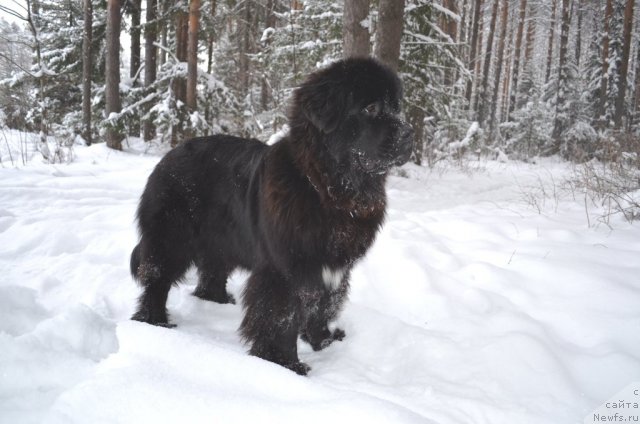 Фото: ньюфаундленд Блэк Диамонд Агидель от Потапа Увертюра