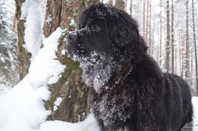 Фото: ньюфаундленд Блэк Диамонд Агидель от Потапа Увертюра