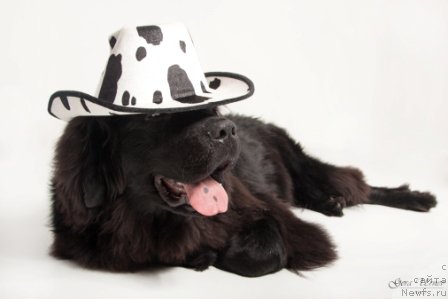 Фотография № 114105