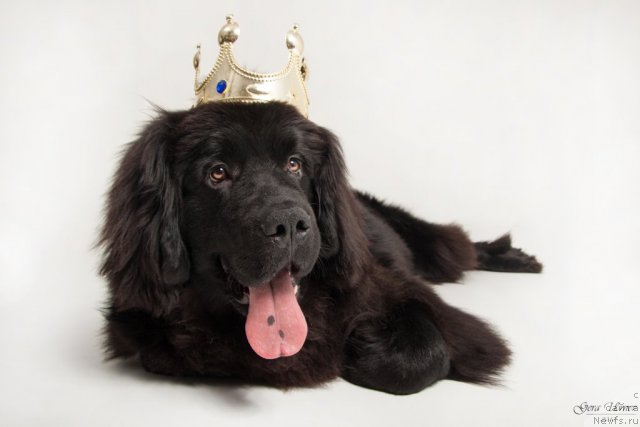 Фотография № 114106