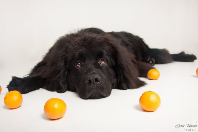 Фотография № 114108