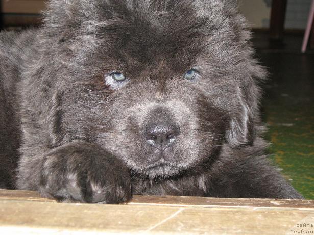 Фотография № 11411