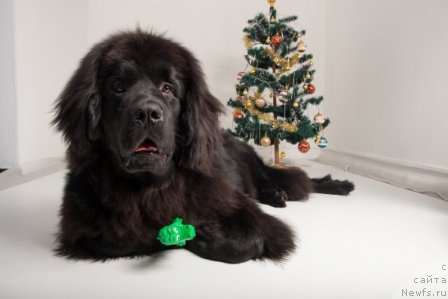 Фотография № 114110