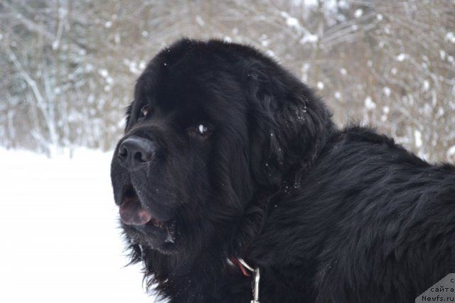 Фото: ньюфаундленд Навеки Твой с Берега Дона (Naveki Tvoy s Berega Dona)
