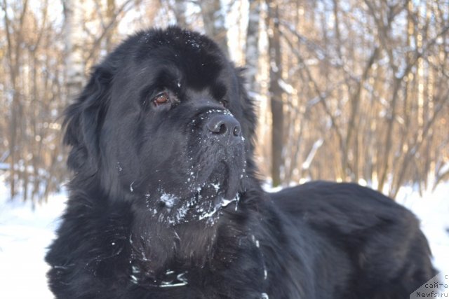 Фото: ньюфаундленд Навеки Твой с Берега Дона (Naveki Tvoy s Berega Dona)