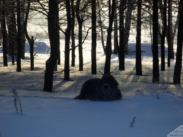 Фото: ньюфаундленд Аквамариновая Красотка для Марлеон