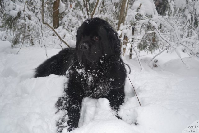 Фото: ньюфаундленд Навеки Твой с Берега Дона (Naveki Tvoy s Berega Dona)