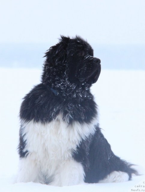 Фотография № 114161