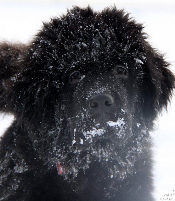 Фотография № 114163