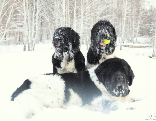 Фотография № 114166