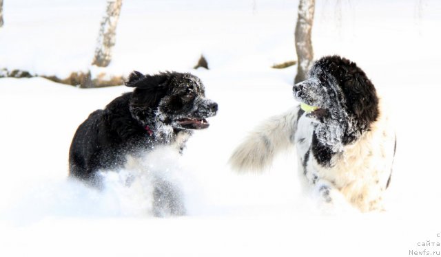 Фото: ньюфаундленд Икона Стиля, ньюфаундленд Плюшевая Панда Ла Белла