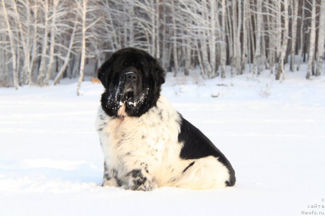 Фотография № 114168