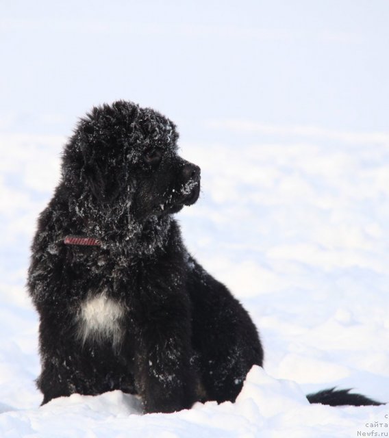 Фото: ньюфаундленд Аквиан Сонг Идзуми