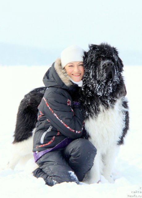 Фото: Елена Попова, ньюфаундленд Супер Премиум Зиппи Сенсейшен