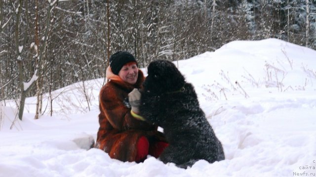 Фото: ньюфаундленд Very Fairweathers Zhade, Ирина Козловская