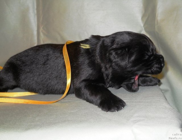 Фото: ньюфаундленд Сказка с Подножия Килиманджаро