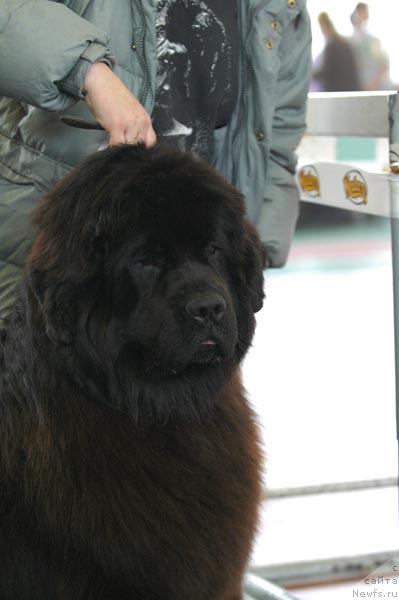 Фото: ньюфаундленд Cayuga Jackpot