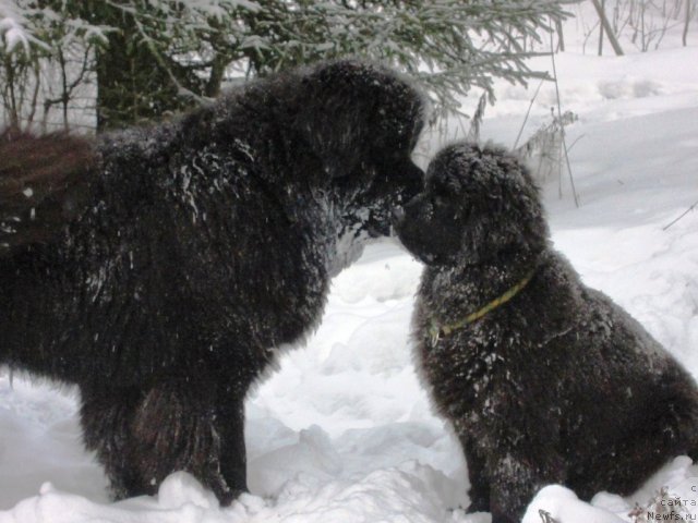 Фото: ньюфаундленд Very Fairweathers Zhade, ньюфаундленд Very Fairweathers X'Got The Rhythm