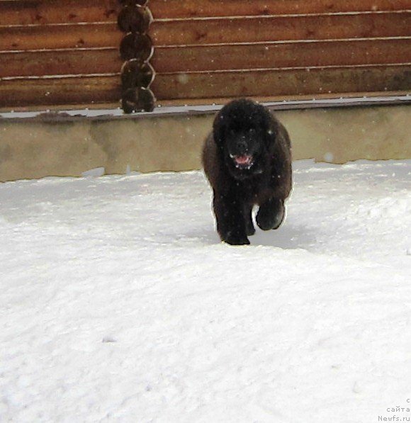 Фото: ньюфаундленд Very Fairweathers Zhade