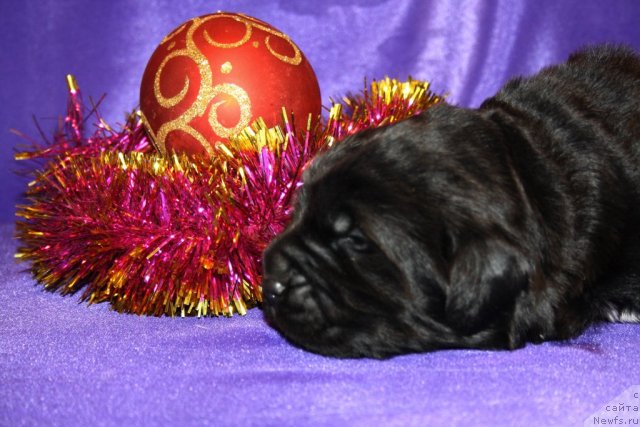 Фото: сын, ньюфаундленд Супер Премиум Жани Моник, ньюфаундленд Very Fairweathers X'Got The Rhythm