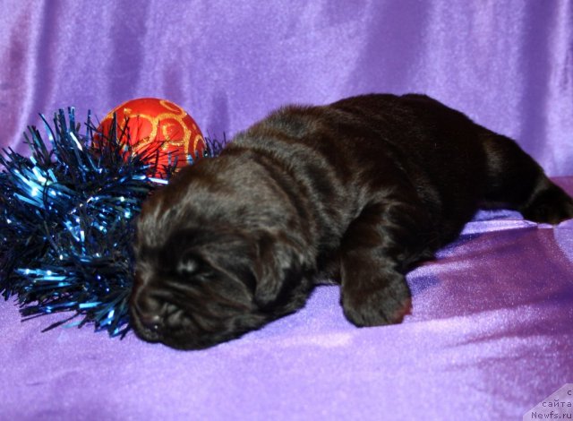 Фото: сын, ньюфаундленд Супер Премиум Жани Моник, ньюфаундленд Very Fairweathers X'Got The Rhythm