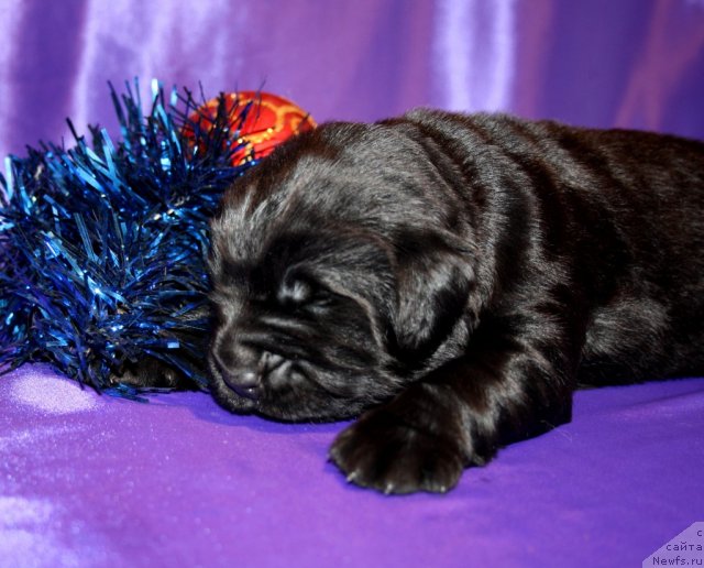 Фото: сын, ньюфаундленд Супер Премиум Жани Моник, ньюфаундленд Very Fairweathers X'Got The Rhythm