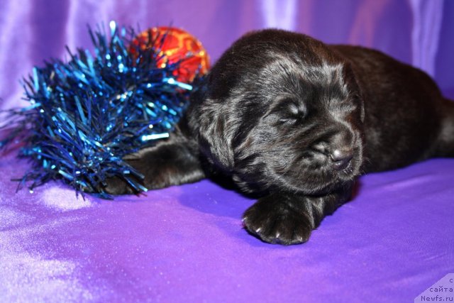 Фото: сын, ньюфаундленд Супер Премиум Жани Моник, ньюфаундленд Very Fairweathers X'Got The Rhythm