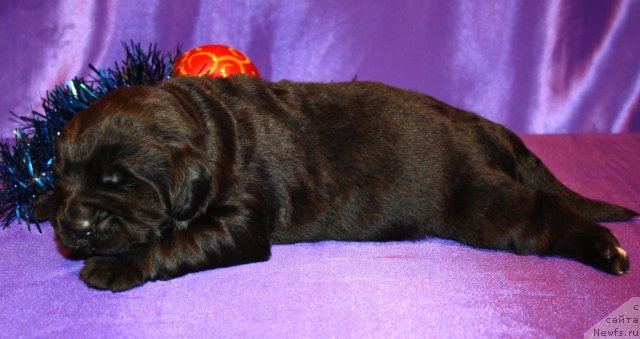 Фото: сын, ньюфаундленд Супер Премиум Жани Моник, ньюфаундленд Very Fairweathers X'Got The Rhythm