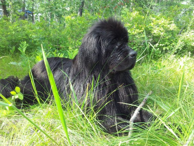 Фото: ньюфаундленд Зампл Притти  из Медвежьего Яра