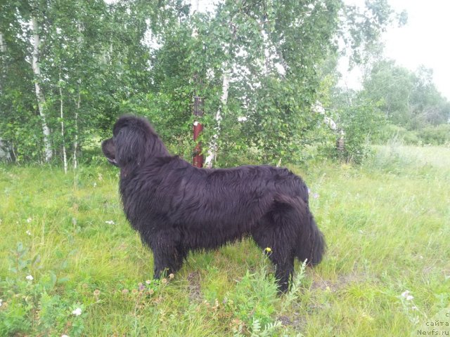 Фото: ньюфаундленд Зампл Притти  из Медвежьего Яра