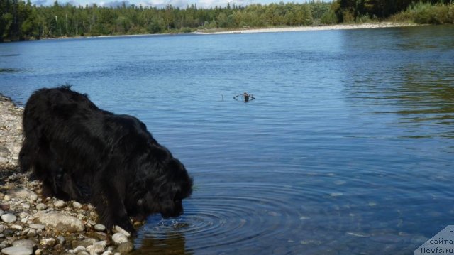 Фото: ньюфаундленд Зампл Притти  из Медвежьего Яра
