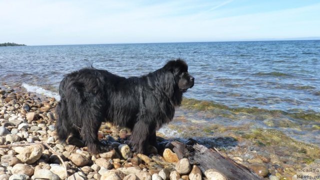 Фото: ньюфаундленд Зампл Притти  из Медвежьего Яра