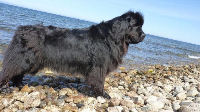Фото: ньюфаундленд Зампл Притти  из Медвежьего Яра