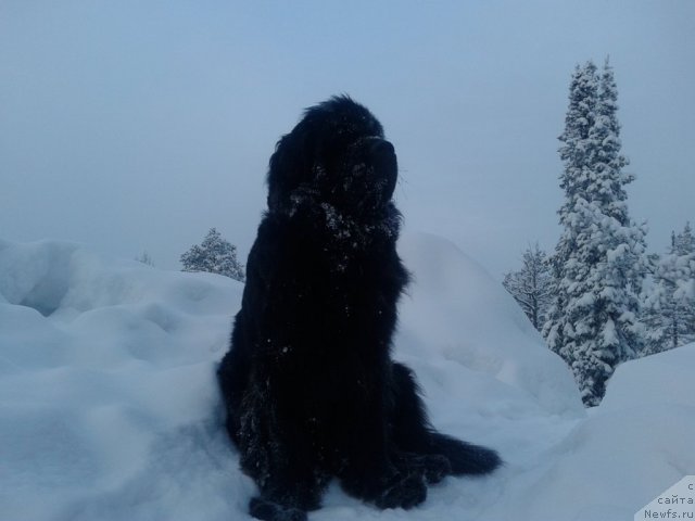 Фото: ньюфаундленд Акватория Келвин Королева Марго, ньюфаундленд Акватория Келвин Королева Марго