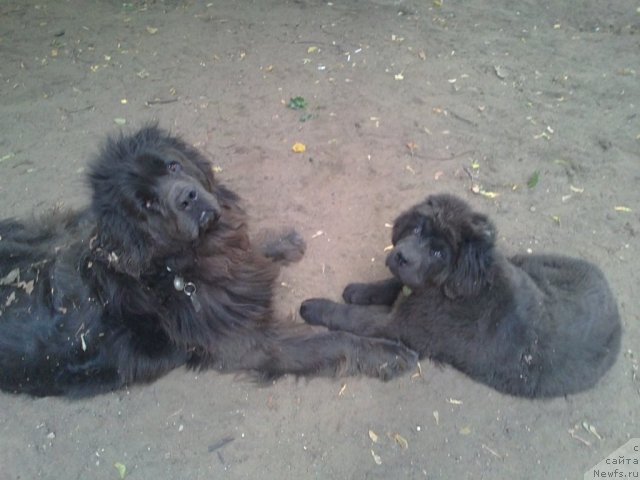 Фото: ньюфаундленд Дюрбахлер Клаб Альфаретта Виньетта, ньюфаундленд Мелти Вейв Марин Тифея (Melty Wave Marine Tifeya)