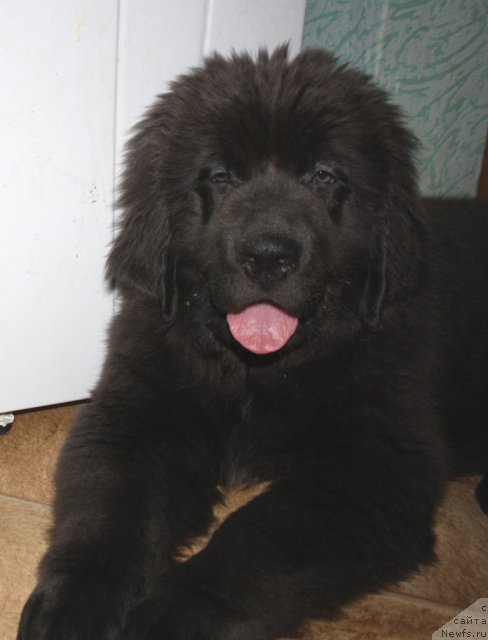 Фото: ньюфаундленд Юа Май Принцесс