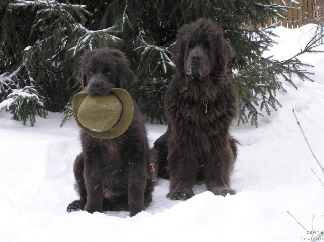 Фото: ньюфаундленд Дюрбахлер Клаб Альфаретта Виньетта, ньюфаундленд Мелти Вейв Марин Тифея (Melty Wave Marine Tifeya)