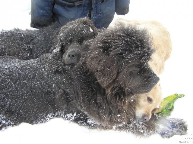 Фото: ньюфаундленд Дюрбахлер Клаб Альфаретта Виньетта, ньюфаундленд Мелти Вейв Марин Тифея (Melty Wave Marine Tifeya)