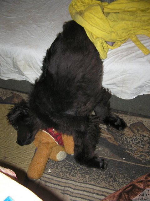 Фото: ньюфаундленд Мелти Вейв Марин Тифея (Melty Wave Marine Tifeya)