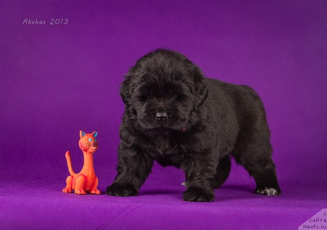 Фото: ньюфаундленд Соул оф Роуз Арлин