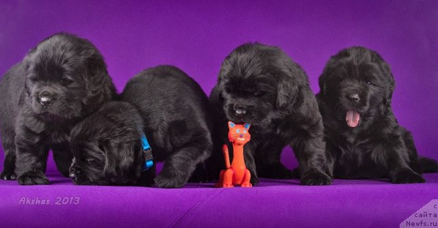 Фотография № 114260