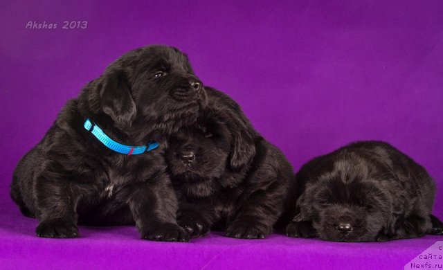 Фото: ньюфаундленд Соул оф Роуз Алистер, ньюфаундленд Соул оф Роуз Азура, ньюфаундленд Соул оф Роуз Ассиа