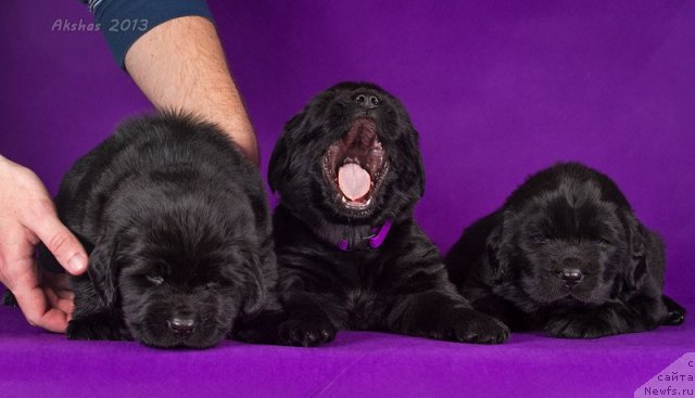 Фото: ньюфаундленд Соул оф Роуз Алистер, ньюфаундленд Соул оф Роуз Азура, ньюфаундленд Соул оф Роуз Ассиа